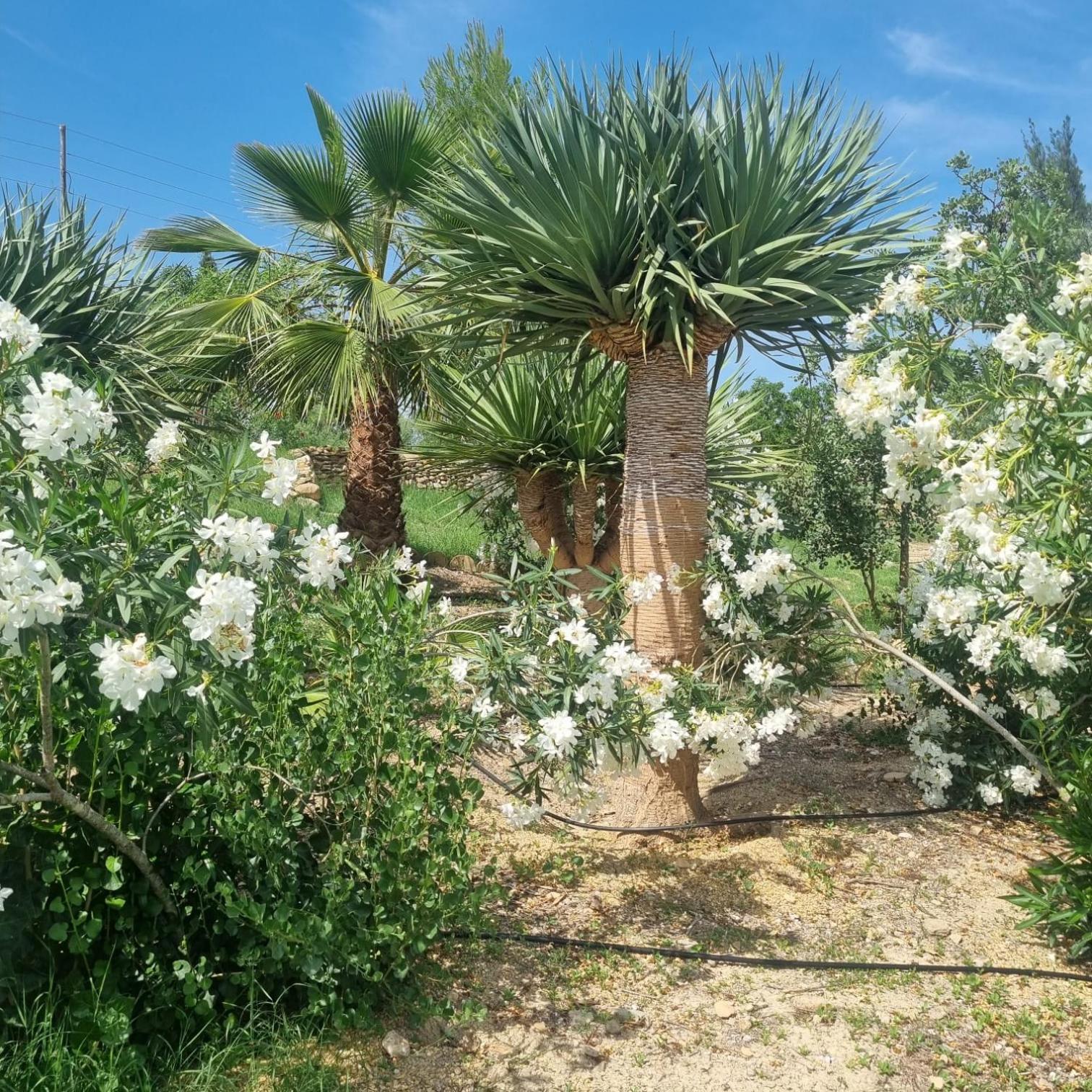 Cortijo Las Gallardas En Almeria Los Gallardos Exterior foto